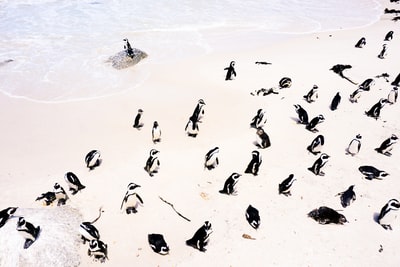 一群面向海岸线的企鹅